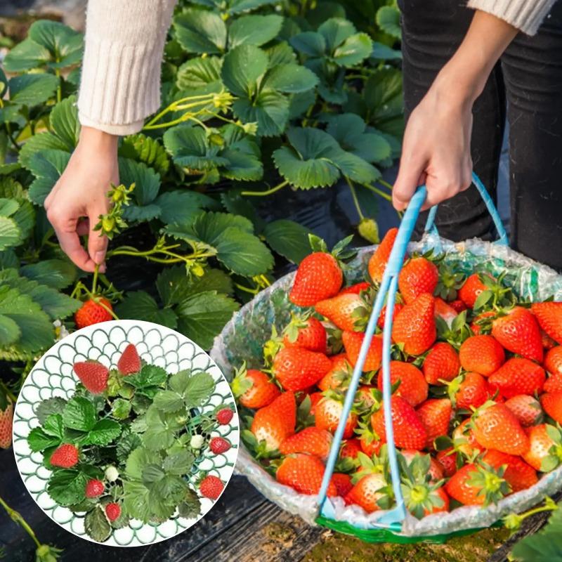 1/5/10/20 Stück Erdbeerpflanzenstützen mit drei stabilen Beinen bieten Schutz für Erdbeeren vor Schimmel, Fäulnis und Schmutz