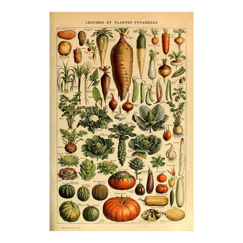 Vintage Witch Fruits Vegetables Canvas Painting Retro Flowers Mushrooms Print Wall Decor Poster For Kitchen Home Decor Unframed