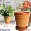 KANEYOSHI Ceramic Flower Koharu with Made In Japan with Reliable Domestic Quality Mikawa-yaki Pot, (Koharu), Orange, No. 8, Plate,