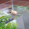 Fish Tank Ornament Realistic Durable Resin Cartoon Pug Dog Hanging Aquarium Pendant Decor