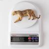 Wild Animal Toy Model: Cheetah, Jaguar, African Leopard for Children's Learning