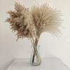 1 Bouquet Whisk Reed Dry Flower Natural Home Decoration Portable Nordic Phragmites Dried Flower for Wedding