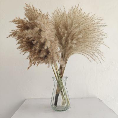 1 Bouquet di fiori secchi di canna da frusta, decorazione naturale per la casa, fiori secchi di Phragmites nordici portatili per matrimonio