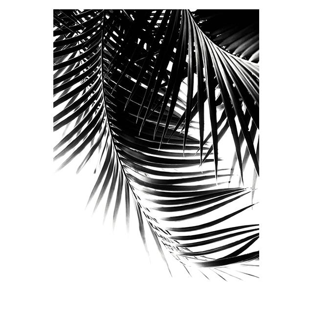

Abstract Black And White Plant Leaves Prints Posters Canvas Paintings Hd Modern Wall Art Pictures Living Room Bedroom Home Decor 21x30cm No Framed