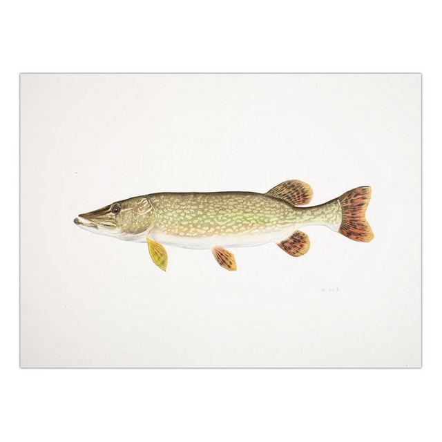 Decorative Painting Retro Fish Restaurant Hotel Paintings Animal Print Wall Pictures for Living Room Flatfish Wall Art Canvas