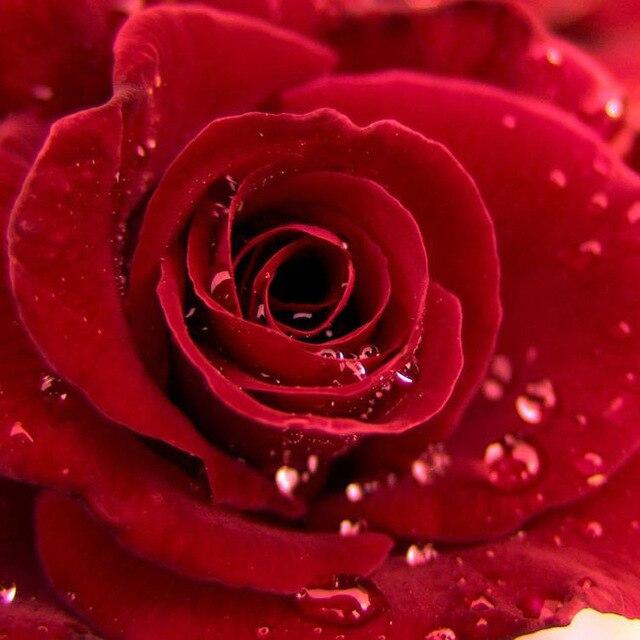 50X50CM 5D DIY Diamond Painting Flower Rose Mosaic Diamond Full Square Round Rhinestone Picture Home Decoration