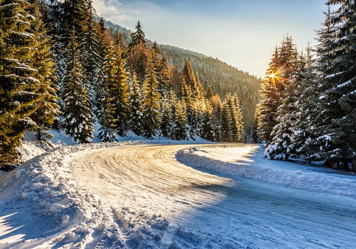 Photomural Winter Forest Smooth Vinyl 360x240