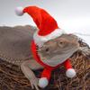 1 Set Reptile Hats with Scarf Holiday Dress Up Soft Christmas Lizard Santa Hat for Amphibians