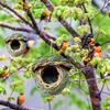Casetta per Uccelli in Erba Naturale Tessuta a Mano per Appendere all'Esterno Rifugio Nido Adatto per Uccelli Piccoli e Decorazione da Giardino