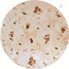 All-Season Tortilla Flannel Blanket with High-Definition Digital Print for Home and Office