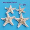 Conch Shells & Starfish for Hermit Crabs: Aquarium Decor & Drift Bottle Accessories