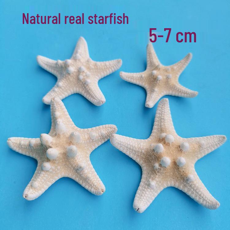 Conch Shells & Starfish for Hermit Crabs: Aquarium Decor & Drift Bottle Accessories