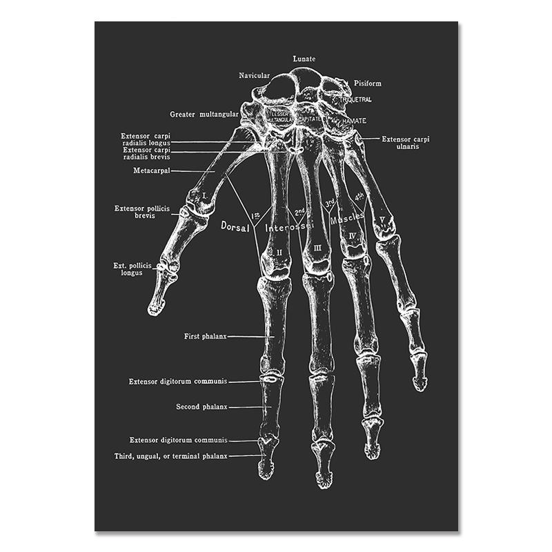 Anatomy Muscle Bone Black and White Canvas Painting Skeleton Organ Wall Art Modern Pictures Posters for Doctor Office Home Decor