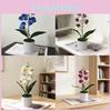 Keine IP Künstliche Orchideenpflanze mit Kunststoff und Weichgel für Heimdekoration und Fotografie-Requisiten