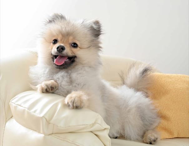 Dog Feeling Large Calendar 2025