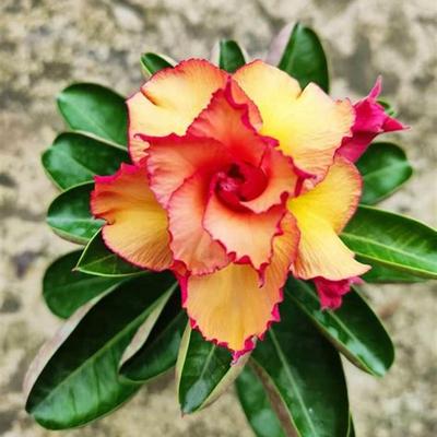 5 SEMI Di ADENIUM OBESUM "Lady" Desert Rose -SEMI FRESCHI