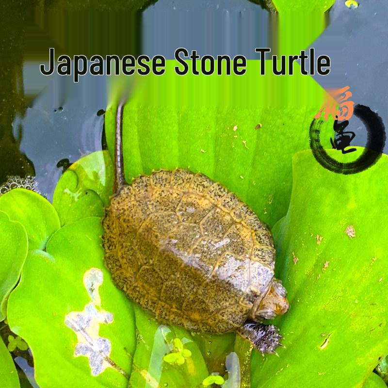 Japanese Stone Turtle Fry - Live Omnivorous Pet and Ornamental Pond Turtle
