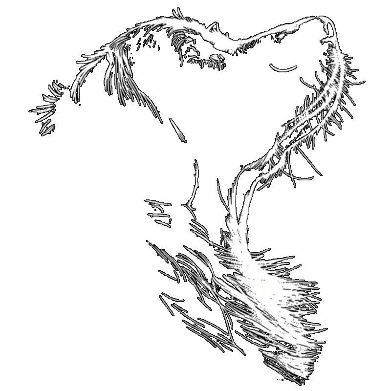 Women Casual T Shirt Black Dog Print Graphic Tee Comfortable Loose Fit Top For Daily Wear And Outings