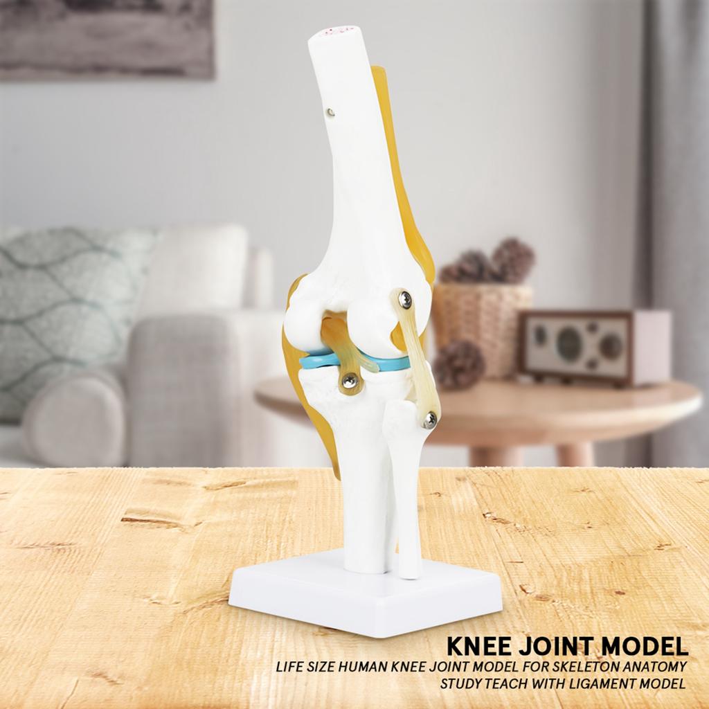 Knee Joint Anatomy Model Life Size Human Knee Joint Model for Skeleton Anatomy Study Teach with Ligament Model Knee Joint Model