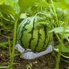 50pcs Garden Plant Support Cradle Plastic Melon Watermelon Pumpkin Prevents Rotting Transparent Protector Gardening Supplies