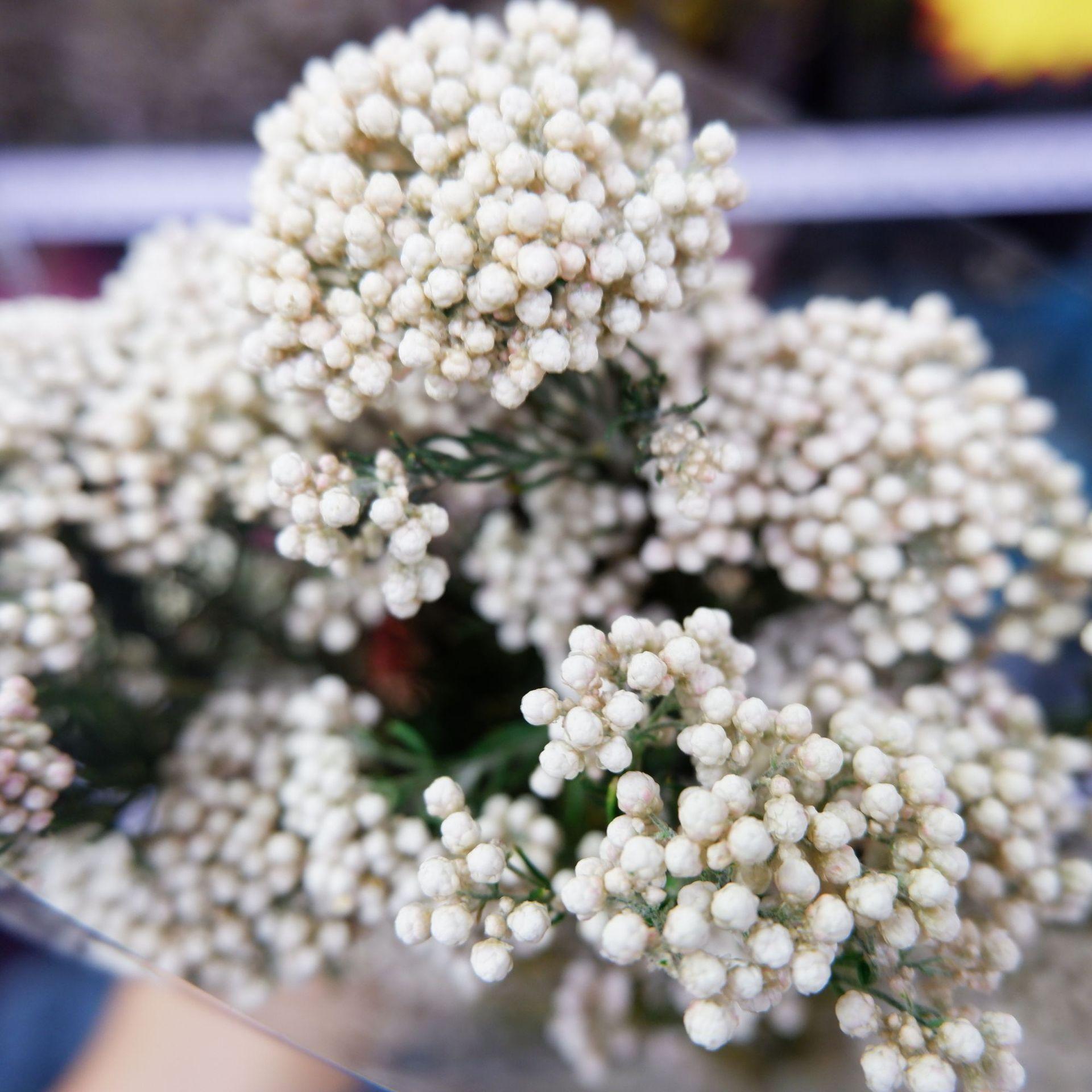 

Цветы бессмертного проса, сухоцветы, букеты, цветы риса, впитывающие цвет, стабилизированные цветы, живые цветы, цветочная композиция, декоративные белый