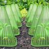 Transparent Reusable Cloche - Thickened Protection from Birds & Frost for Seedlings