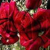 3Pcs Black Red Rose Hd Print Duvet Cover Set, Flower Art Printed Bedding, For Family Bedrooms Dormitories Hotels