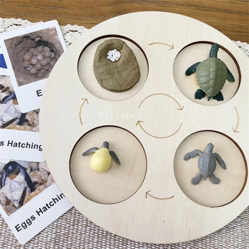 

Montessori life cycle le cycle de vie English Placa De Video Frog Butterfly Seeds Cyclus Bij Ant teaching aids Educationals Toys