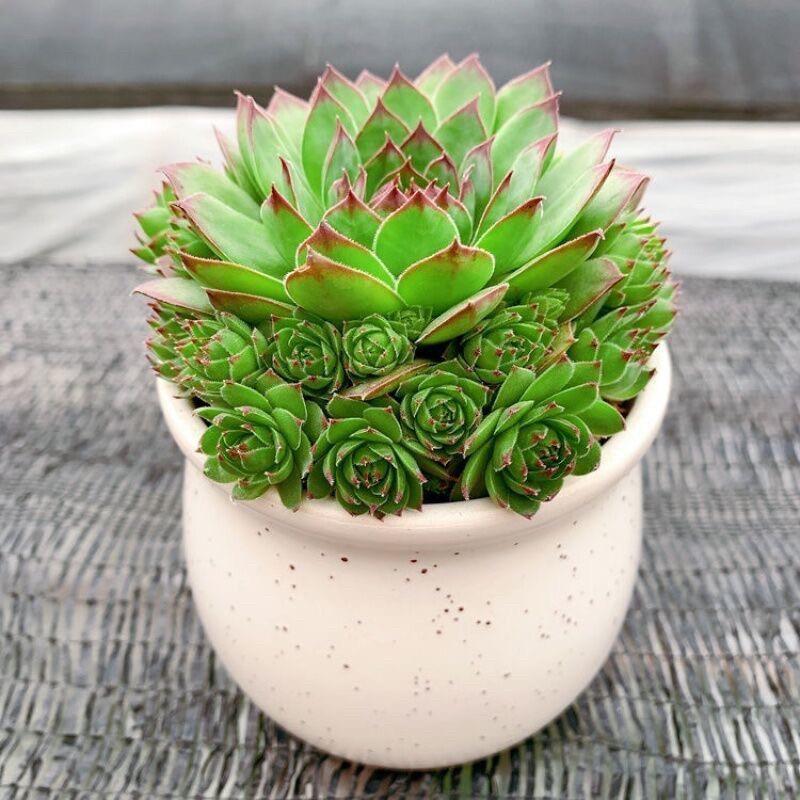Guanyin Lotus Succulent: Large Indoor Bonsai with Pot, Easy-Care, Old Trunk Style, Soil Included