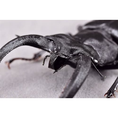 BACALYSO | Nirvana Rhinoceros Stag Beetle Figure, Refrigerator Ornament, Magnetic, Realistic Insect Beetle, Resin, Adult-Friendly, Plastic Model Toy,