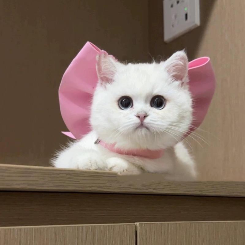 Sirena Gatto Crossdressing Costume da Bagno Divertente Forma a Coda di Pesce Bikini Carino Vestiti per Animali Domestici Cane Costume di Halloween per Animali Vestiti per Gatti