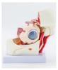High-End Professional Human Eye Anatomical Model for Ophthalmology