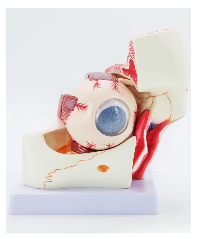 High-End Professional Human Eye Anatomical Model for Ophthalmology