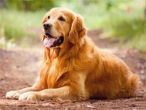 5d Diy Diamond Painting Labrador Dog Room Decor Diamond Embroidery Animal Natural Scenery Mosaic Crystal Picture