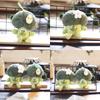 Broccoli Lovely Plush Keychain Soft And Creative Stuffed Vegetable Toy
