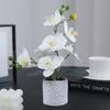 Simulated Phalaenopsis Potted Flower Finished Indoor Home Ornament Soft Rubber Phalaenopsis False Flower