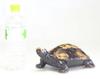 Tori Turtle 8 "Shigaraki Ware" No. L84-11