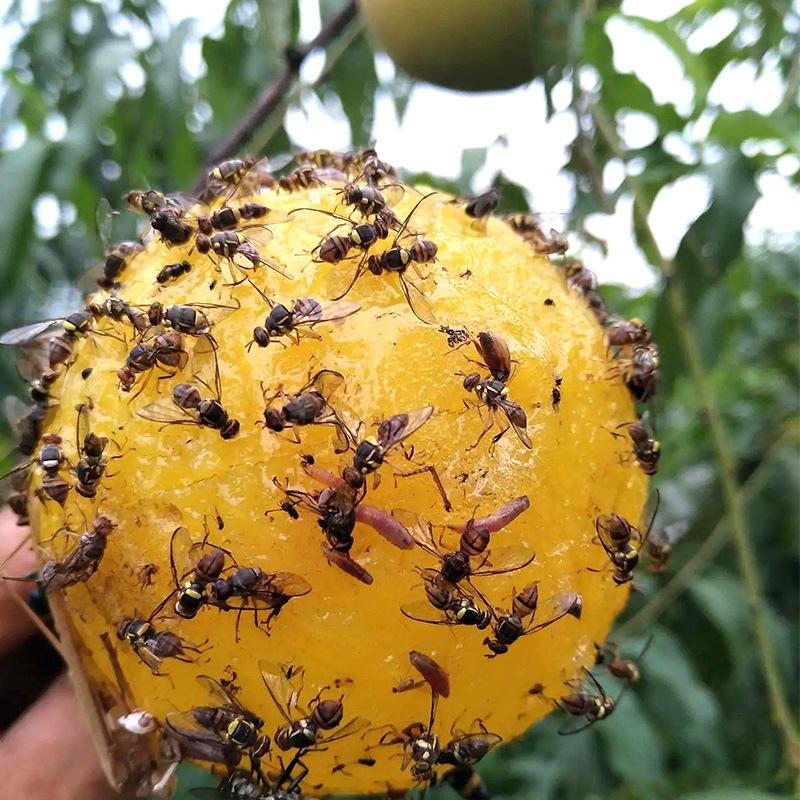 Yellow Green Sticky Fly Traps Fruit Fly Oriental Fruit Fly Pest Control Balls for Garden Orchard Vegetable Plants