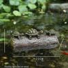 Travel Frog Zen Ornament - Resin Decor Gift for Office and Home