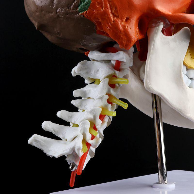 1 Stück menschliches Skelett Anatomisches Modell mit farbigen Knochen Halswirbel Skulptur Medizinische Versorgung