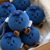 New Blueberry Plush Toy Doll Keychain Ornament Bag Pendant Cute Keychain For Friend Gift