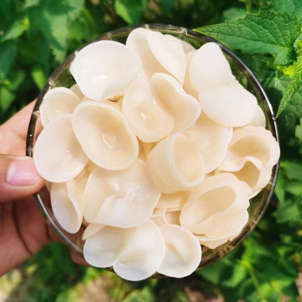 Getrockneter Weißer Pilz 500g Premium Kräutertee Natürlicher Energie-Booster