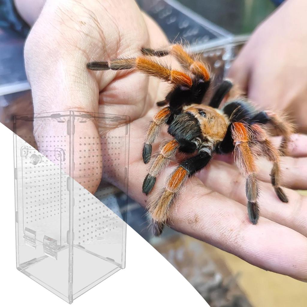 Small Reptile Feeding Box Acrylic Transparent Terrarium Habitat For Frog Insect Spider Lizard Scorpion Breeding Arboreal Cage