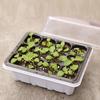 Indoor Propagation Box Greenhouse Propagation Set Tray With Lid And Ventilation