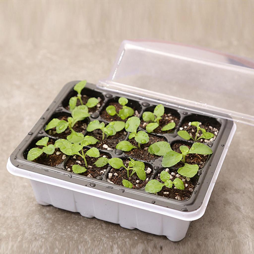 Indoor Propagation Box Greenhouse Propagation Set Tray With Lid And Ventilation