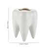 Succulent Potted Plant, Pure White Ceramic Pen Holder Home Decoration Tooth Shaped Cross-border Flower Pot