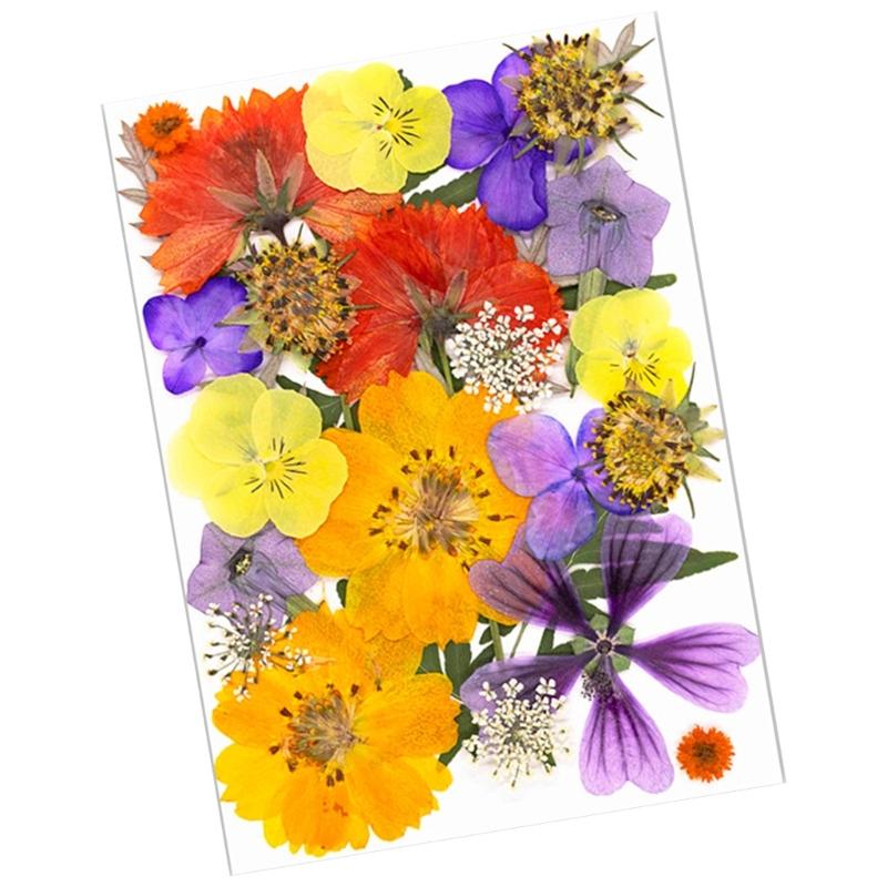 25Pcs Natural Pressed Dried Flower Leaves Set For Jewelry Soap Making