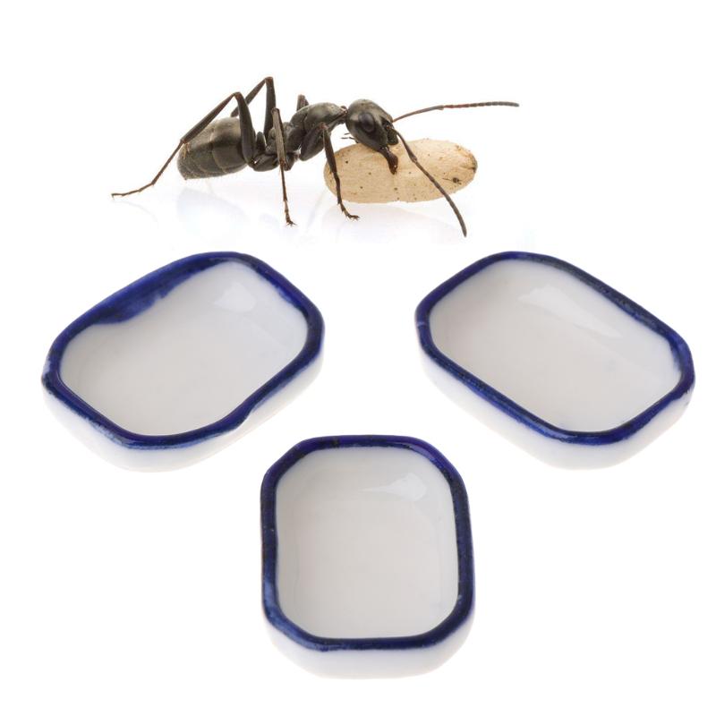 3pcs Ant Farm Feeder Insect Nest House Villa Water Food Bowl Container Feeding 3pcs Ant Farm Feeder Insect Nest House Villa Water Food Bowl Container Feeding