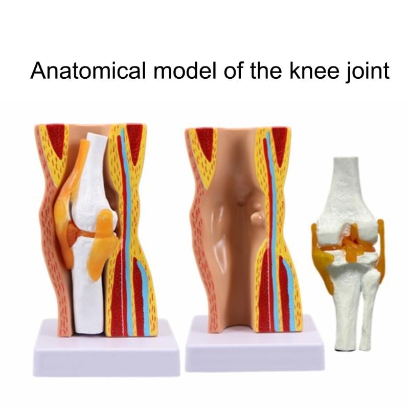 Model ludzkiego stawu kolanowego Model więzadeł stawu kolanowego Szkielet Mięśnie Anatomia Model Narzędzie do nauczania szkolnego na lekcję przyrody