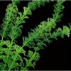 3pcs Artificial Aquarium Plants Decoration Fish Tank Water Plant Grass Ornament Plastic Underwater Aquatic Water Weeds Viewing Decor